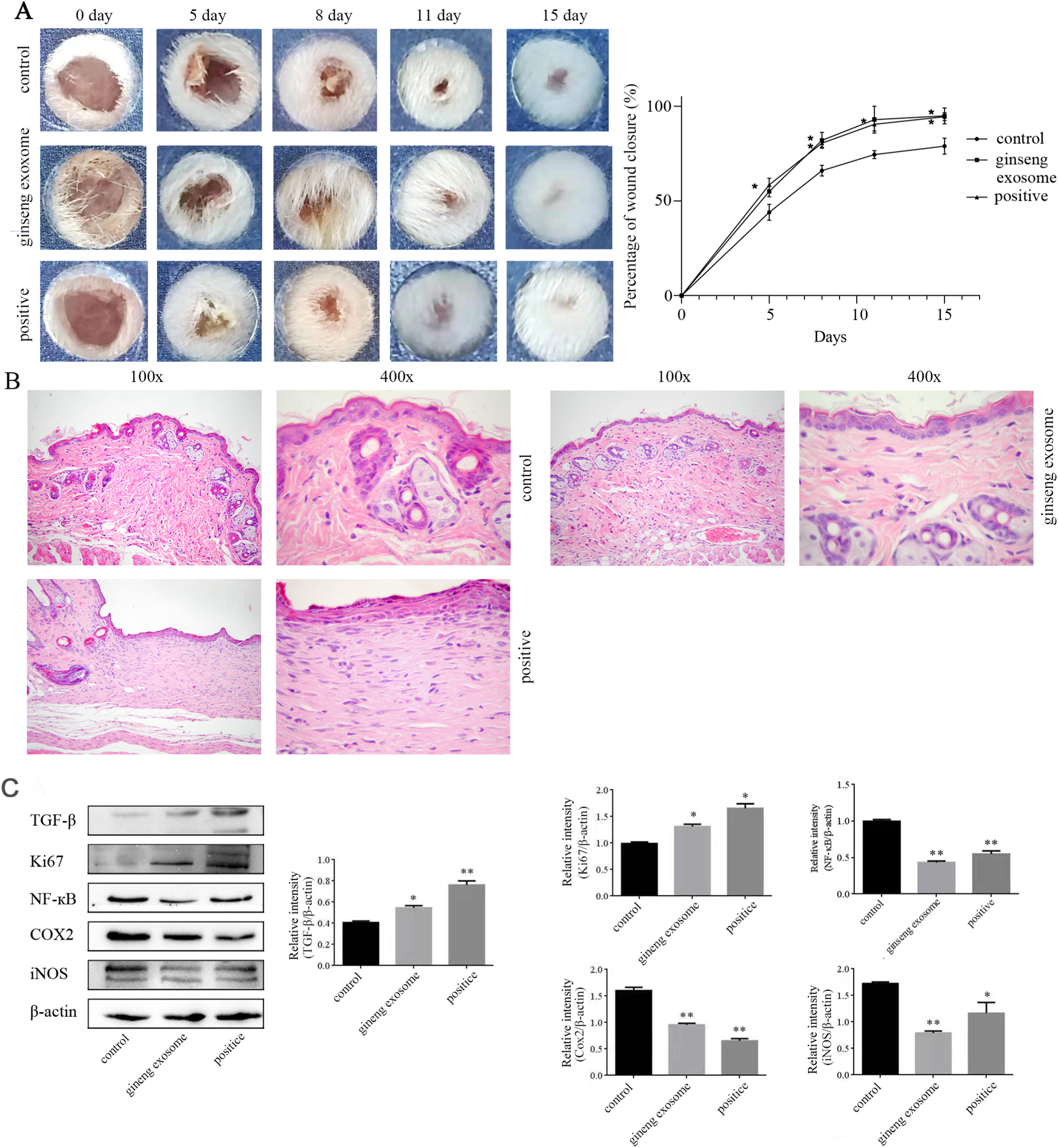 Ginseng exosomes promote skin wound healing in mice by enhancing tissue repair and modulating inflammation-related protein expression.